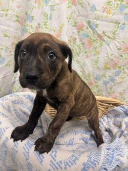 FRANKIE -  Staffordshire Bull Terrier and Mixed Breed Dog for Adoption in Rosenberg, Texas - FRANKIE | PetCurious