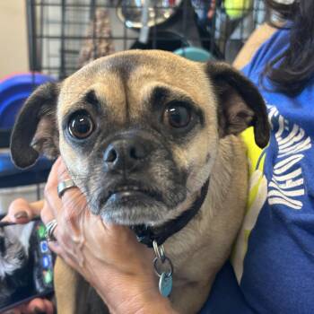 CoCo -  Pug and Mixed Breed Dog for Adoption in League City, Texas - CoCo | PetCurious