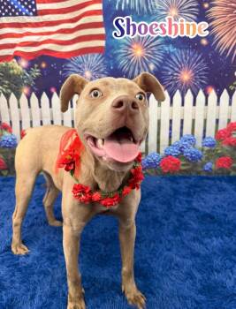 Shoeshine -  Mixed Breed Dog for Adoption in Flint, Michigan - Shoeshine | PetCurious