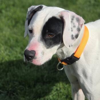 Sarah -  English Pointer Dog for Adoption in Baker City, Oregon - Sarah | PetCurious