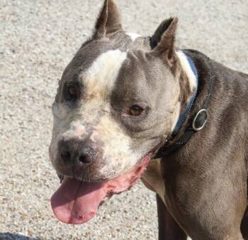 Brutus - Rescue Only -  American Staffordshire Terrier Dog for Adoption in Hollister, Missouri - Brutus - Rescue Only | PetCurious