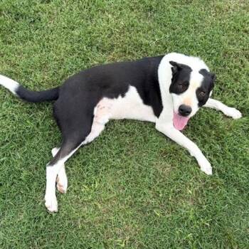 ROADIE -  Border Collie and Pit Bull Terrier Dog for Adoption in Quitman, Texas - ROADIE | PetCurious