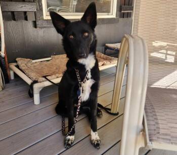 Zara -  Border Collie and Australian Kelpie Dog for Adoption in Paso Robles, California - Zara | PetCurious