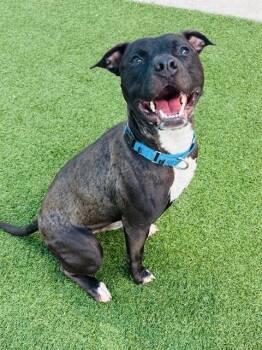 Mixed Breed Dogs Available for Adoption in Dallas, Texas - CHIP | PetCurious