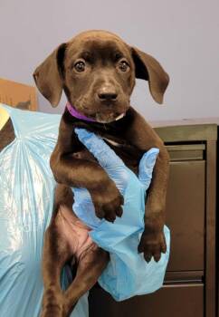 Mixed Breed Dogs Available for Adoption in Chillicothe, Ohio - New Year