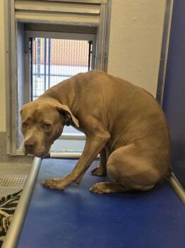 Pit Bull Terrier Dogs Available for Adoption in Indianapolis, Indiana - DONNA | PetCurious