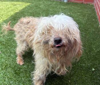 Poodle Dogs Available for Adoption - Skippy | PetCurious