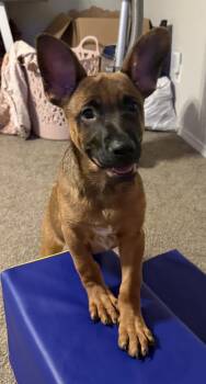 Rescue German Shepherd Dog Dogs for Adoption in Bremerton, Washington - Tusk | PetCurious