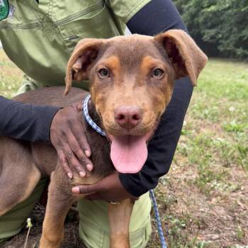 Labrador Retriever and Pit Bull Terrier Dogs Available for Adoption in Columbia, South Carolina - Wormy | PetCurious