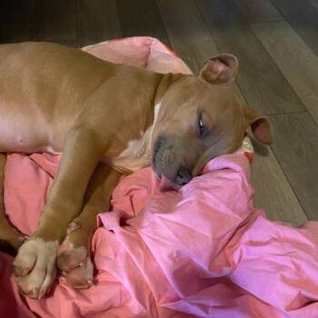 Dior -  Pit Bull Terrier Dog for Adoption in Bristol, Indiana - Dior | PetCurious