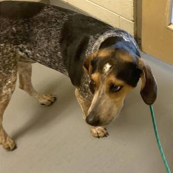 Barnie -  Coonhound Dog for Adoption in Asheville, North Carolina - Barnie | PetCurious