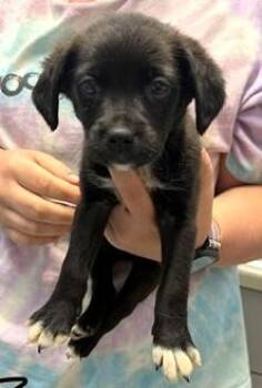 Boxer and Mixed Breed Dogs Available for Adoption in Morristown, New Jersey - Chimi | PetCurious