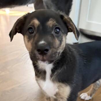 Kid "Smudge" Nikona - Local Pup -  Basenji and Labrador Retriever Dog for Adoption in Andover, Massachusetts - Kid "Smudge" Nikona - Local Pup | PetCurious