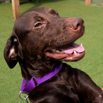Mincks -  Chocolate Labrador Retriever and Mixed Breed Dog for Adoption in Parkersburg, West Virginia - Mincks | PetCurious