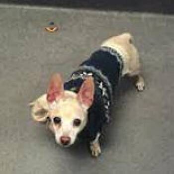 Chihuahua Dogs Available for Adoption in Eureka, California - Presto | PetCurious