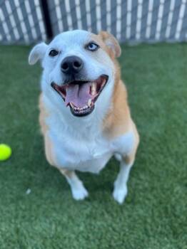 Chuck Norris -  Cattle Dog Dog for Adoption in Prineville, Oregon - Chuck Norris | PetCurious