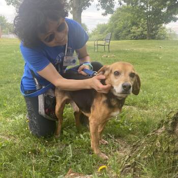 Bo -  Beagle Dog for Adoption in Elyria, Ohio - Bo | PetCurious