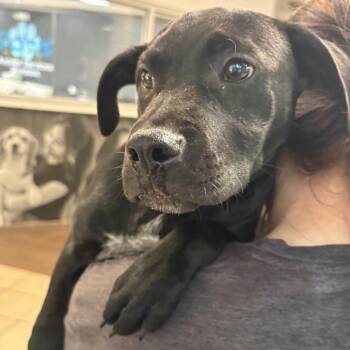 Black Labrador Retriever Dogs Available for Adoption in Columbus, Georgia - 04/27/2026-Stray-MorrisRoad | PetCurious