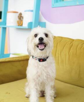 Lucian -  Poodle Dog for Adoption in Pasadena, California - Lucian | PetCurious