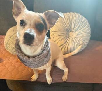 Rescue Jack Russell Terrier Dogs for Adoption in Indianapolis, Indiana - Maverick | PetCurious