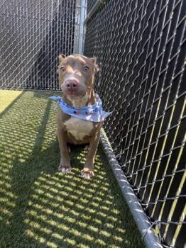 Wrigley -  Mixed Breed Dog for Adoption in Lafayette, Indiana - Wrigley | PetCurious