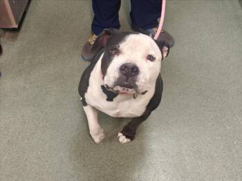 A176500 -  Mixed Breed Dog for Adoption in Santa Fe, New Mexico - A176500 | PetCurious