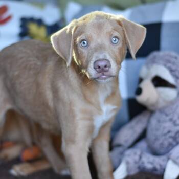Flynn -  Mixed Breed Dog for Adoption in Cleveland, Texas - Flynn | PetCurious
