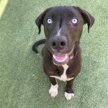 Ray -  Labrador Retriever and Mixed Breed Dog for Adoption in Long Beach, California - Ray | PetCurious