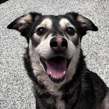 Jett -  Siberian Husky Dog for Adoption in Golden, Colorado - Jett | PetCurious