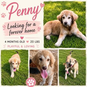 Penny -  Golden Retriever and Great Pyrenees Dog for Adoption in Jackson, Tennessee - Penny | PetCurious