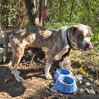 Mixed Breed Dogs Available for Adoption - 02/14/2026-Stray-10thStreet-2 | PetCurious