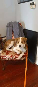 Beagle Dogs Available for Adoption in Memphis, Tennessee - Roster | PetCurious