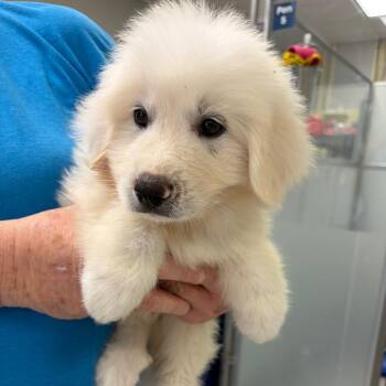 Magneto -  Great Pyrenees Dog for Adoption in Greensboro, Georgia - Magneto | PetCurious