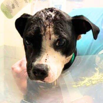 Squeak -  Pit Bull Terrier and Mixed Breed Dog for Adoption in Nashville, Tennessee - Squeak | PetCurious