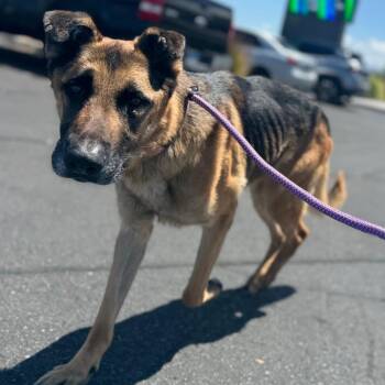 Phoenix -  German Shepherd Dog Dog for Adoption in Las Vegas, Nevada - Phoenix | PetCurious