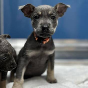 Rescue Labrador Retriever and Mixed Breed Dogs for Adoption in Conroe, Texas - A420104 | PetCurious