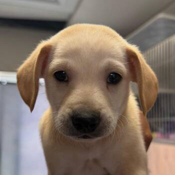 Sourdough -  Chihuahua and Dachshund Dog for Adoption in San Pablo, California - Sourdough | PetCurious