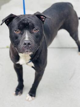 AC-4471 -  Pit Bull Terrier Dog Available for Adoption in Conyers, Georgia - AC-4471 | PetCurious