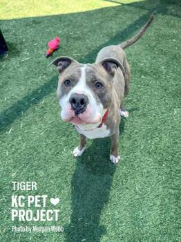 Pit Bull Terrier and Mixed Breed Dogs Available for Adoption in Kansas City, Missouri - Tiger | PetCurious
