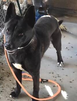 German Shepherd Dog and Husky Dogs Available for Adoption - EMERGENCY - OUT OF TIME.  Good Boy Cornelius Thought He Was Goin | PetCurious