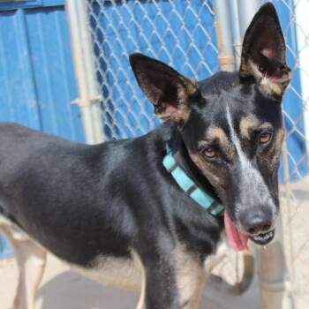 Dexter FKA Mr T -  German Shepherd Dog and Australian Cattle Dog Blue Heeler Dog for Adoption in Kingman, Kansas - Dexter FKA Mr T | PetCurious
