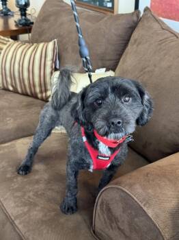Shih Tzu Dogs Available for Adoption in Mundelein, Illinois - Emilio | PetCurious