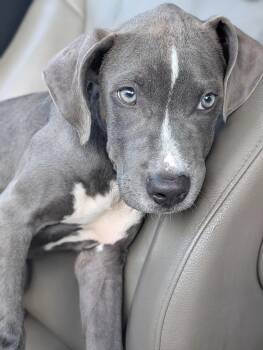 Bravo -  Pit Bull Terrier Dog for Adoption in Baton Rouge, Louisiana - Bravo | PetCurious