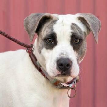 Eris -  Pit Bull Terrier Dog Available for Adoption in La Grange, Texas - Eris | PetCurious