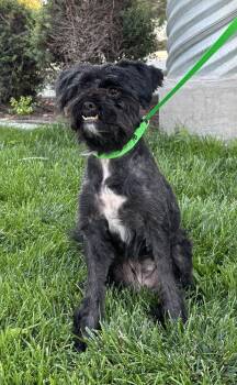 Mila -  Shih Tzu Dog for Adoption in Quincy, Washington - Mila | PetCurious