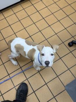 Flor -  Hound and Mixed Breed Dog for Adoption in Gainesville, Florida - Flor | PetCurious