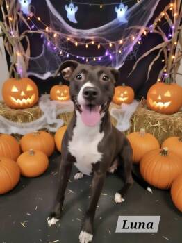 Luna -  Pit Bull Terrier Dog for Adoption in Manchester, Connecticut - Luna | PetCurious