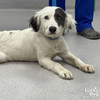 Australian Shepherd Dogs Available for Adoption - Oatmeal | PetCurious