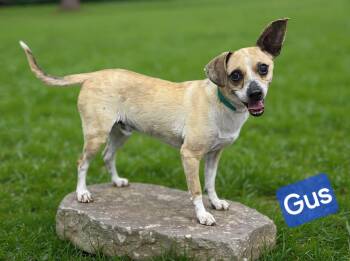 Pug and Chihuahua Dogs Available for Adoption in Wheelersburg, Ohio - Gus | PetCurious