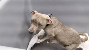 Boxer and Mixed Breed Dogs Available for Adoption - HOP | PetCurious